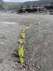 Polypodium pellucidum