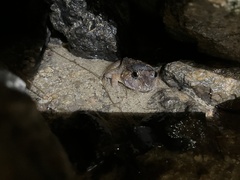 Limnonectes pseudodoriae