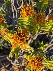 Pteronia fasciculata