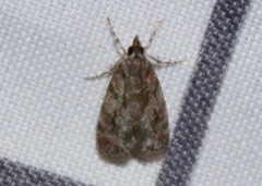 Scoparia basalis