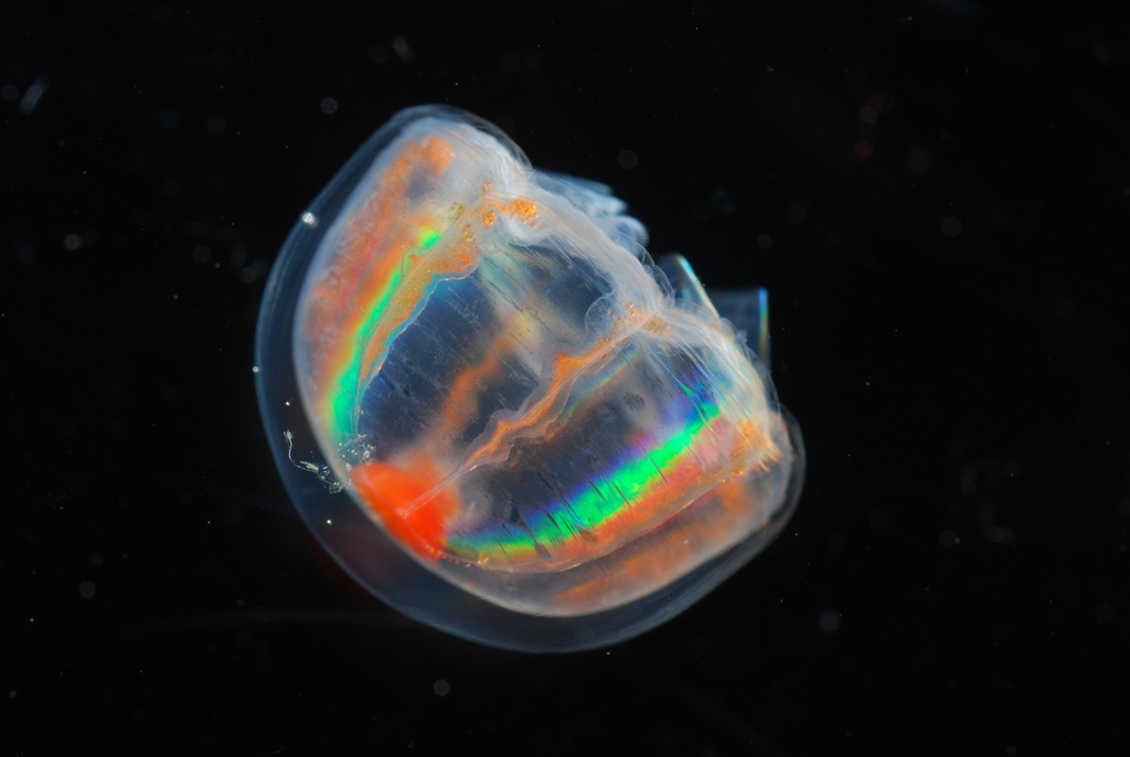 Trachylinae