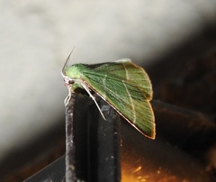 Dichorda rectaria