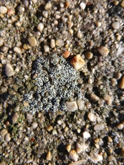 Myriolecis dispersa