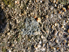 Myriolecis dispersa