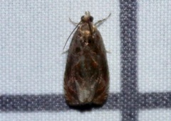 Olethreutes nigranum