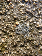 Myriolecis dispersa