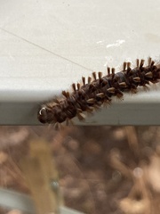 Lophocampa annulosa
