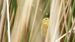 Pseudocolopteryx flaviventris