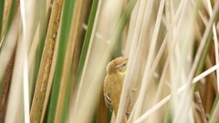 Pseudocolopteryx flaviventris