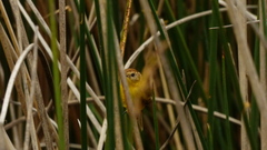 Pseudocolopteryx flaviventris