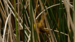 Pseudocolopteryx flaviventris