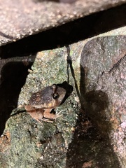 Limnonectes pseudodoriae