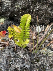 Polypodium pellucidum
