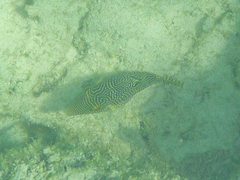 Canthigaster petersii