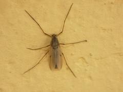 Chironomini
