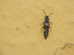 Staphylinidae