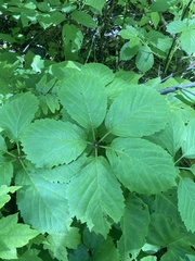 Parthenocissus inserta
