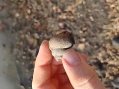 Cipangopaludina chinensis