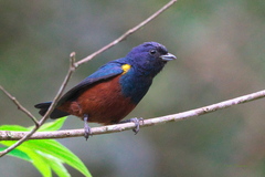 Euphonia pectoralis