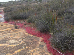 Drosera alba