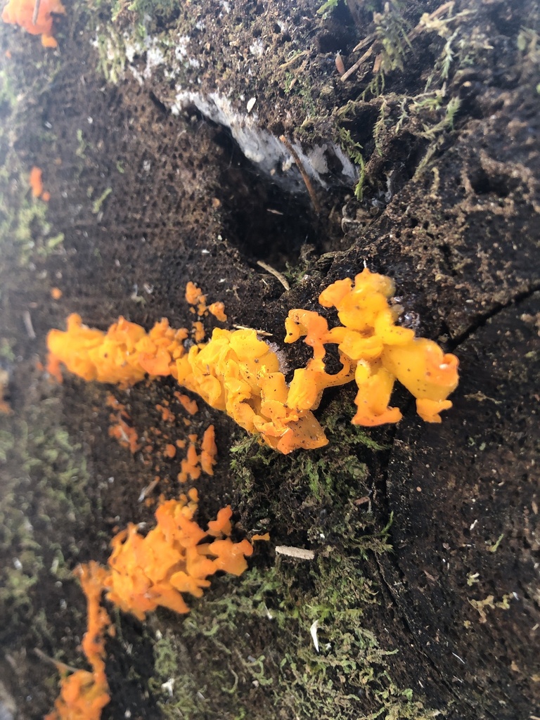 Orange Jelly Spot in November 2022 by lionsmane91. Conifer · iNaturalist