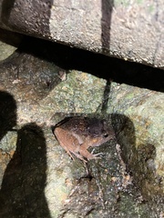 Limnonectes pseudodoriae