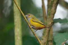 Euphonia pectoralis
