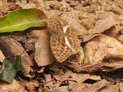 Catuna crithea