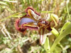 Ophrys speculum