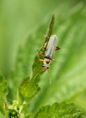 Cantharis nigricans