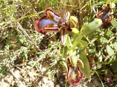 Ophrys speculum