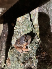 Limnonectes pseudodoriae