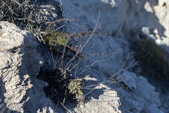 Eriogonum grande