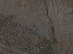 Hirundinea ferruginea