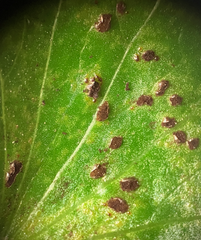 Puccinia hydrocotyles