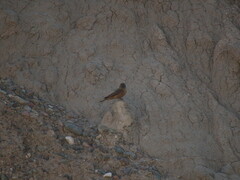 Hirundinea ferruginea