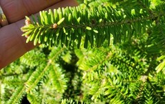 Abies balsamea