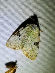 Leuconycta diphteroides