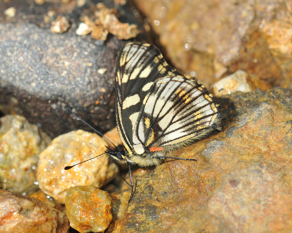 Gnathotriche exclamationis