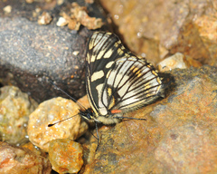 Gnathotriche exclamationis