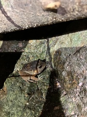 Limnonectes pseudodoriae