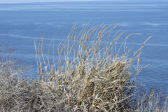 Thinopyrum obtusiflorum