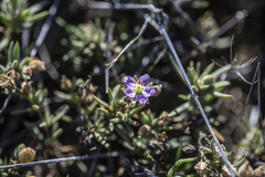 Spergularia macrotheca