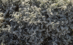 Astragalus miguelensis