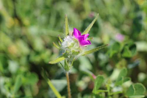 Montiopsis trifida (Montiopsis trifida)