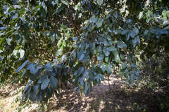 Prunus ilicifolia lyonii