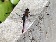 Rhodopygia pruinosa