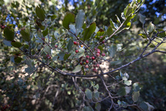 Rhamnus pirifolia
