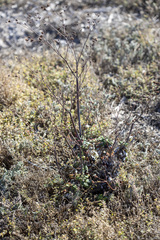 Eriogonum grande