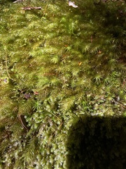 Pyrrhobryum spiniforme